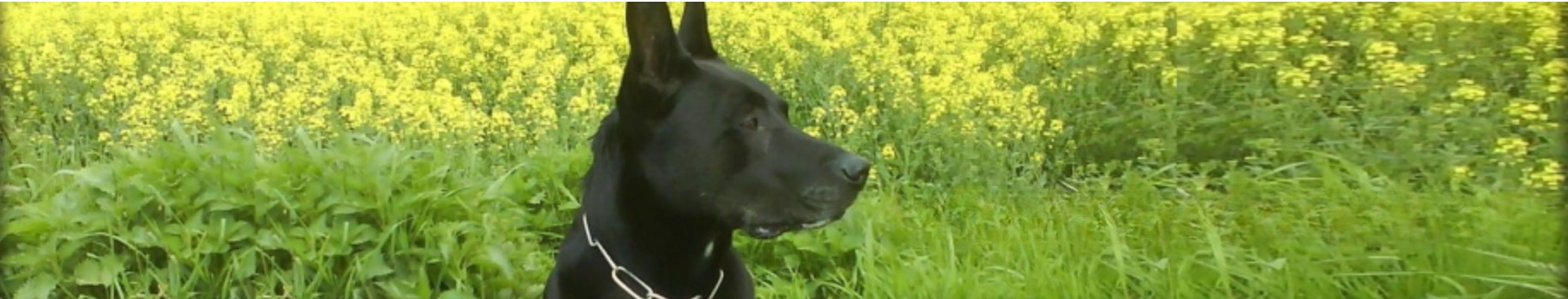 Hund im Rapsfeld